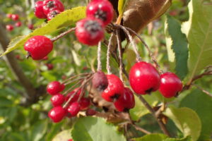 ワタゲカマツカの赤い果実