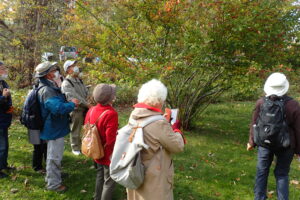 ワタゲカマツカの果実を観察する参加者