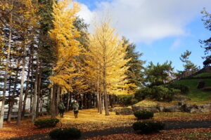 黄色のイチョウ並木