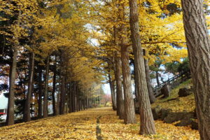 イチョウの黄色い落ち葉のカーペット