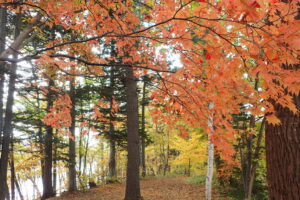 ハウチワカエデの朱色の紅葉
