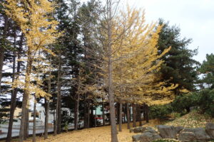 落葉が進んだイチョウの様子