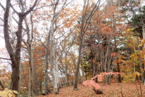 落葉が進んだ森の様子