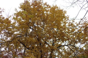 黄色く紅葉したクリ