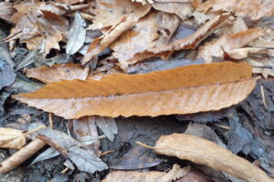 クリの茶色い落ち葉