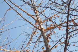 イチョウについている銀杏