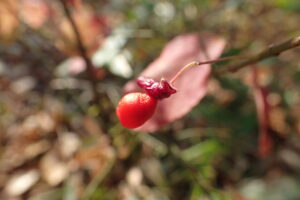 コマユミの赤い果実