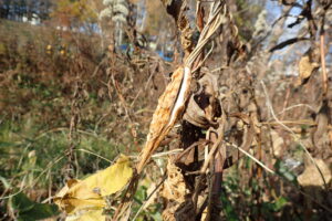 ガガイモの果実