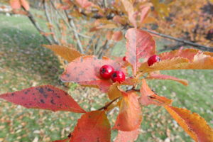 ワタゲカマツカの赤い果実