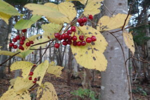 ミヤマガマズミの赤い果実と黄色い紅葉