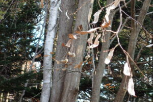 オオバボダイジュの果実