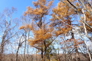 黄色いカラマツの紅葉