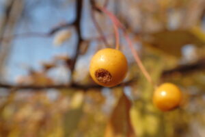 キミノズミの黄色い果実