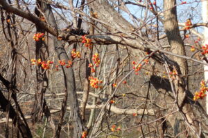 赤と黄色のツルウメモドキの果実