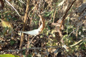 イケマの種子が出て行った後の果実