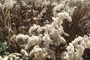 オオアワダチソウの冠毛