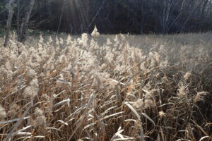 種子の綿毛がフワフワしているヨシ