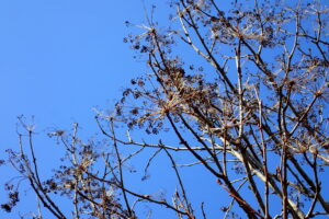 ハリギリの黒い果実