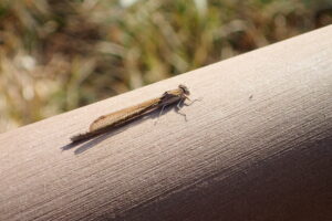 オツネントンボ