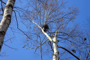 シラカンバに掛けられた鳥の巣