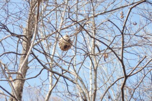 木の枝にぶら下がっているハチの巣