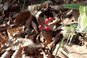 マイヅルソウの赤い果実