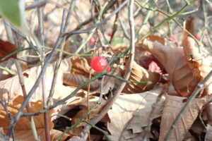 アクシバの赤い果実
