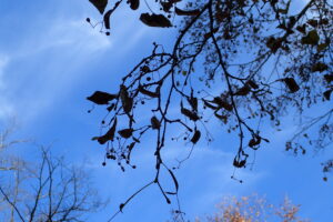 シナノキの果実