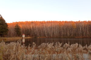 夕日が当たるカラマツの黄色の紅葉