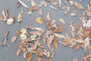 いろいろな木の落ち葉