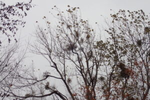 木の葉が落葉してヤドリギが見えている