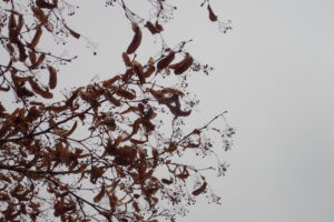 シナノキの果実