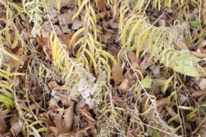 葉が黄色くなって花も終わったヤマハハコ