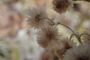 ヤマハハコの冠毛