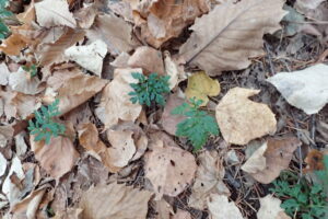 緑の葉のフユノハナワラビ