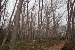 森の木々が落葉している