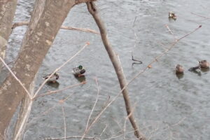 羽根の中に顔をうずめているマガモたち