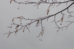 オオバボダイジュの果実