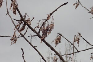 ヤチダモの果実