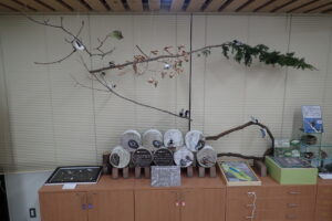 野鳥の展示