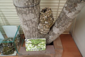 シマエナガの巣