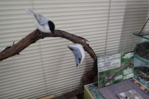 野鳥のフェルトの模型