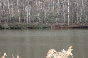 池とカワアイサ