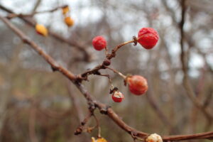 ツルウメモドキの果実