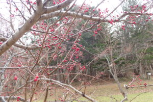 ワタゲカマツカの赤い果実