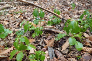フッキソウの常緑の緑色の葉