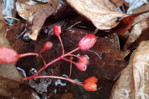 赤いアズキナシの果実