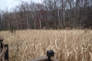 湿原のアシと遠くに見えるアズキナシの赤い実のついている木