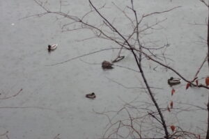 休んでいるマガモ