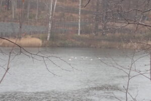 池で泳ぐカワアイサの群れ